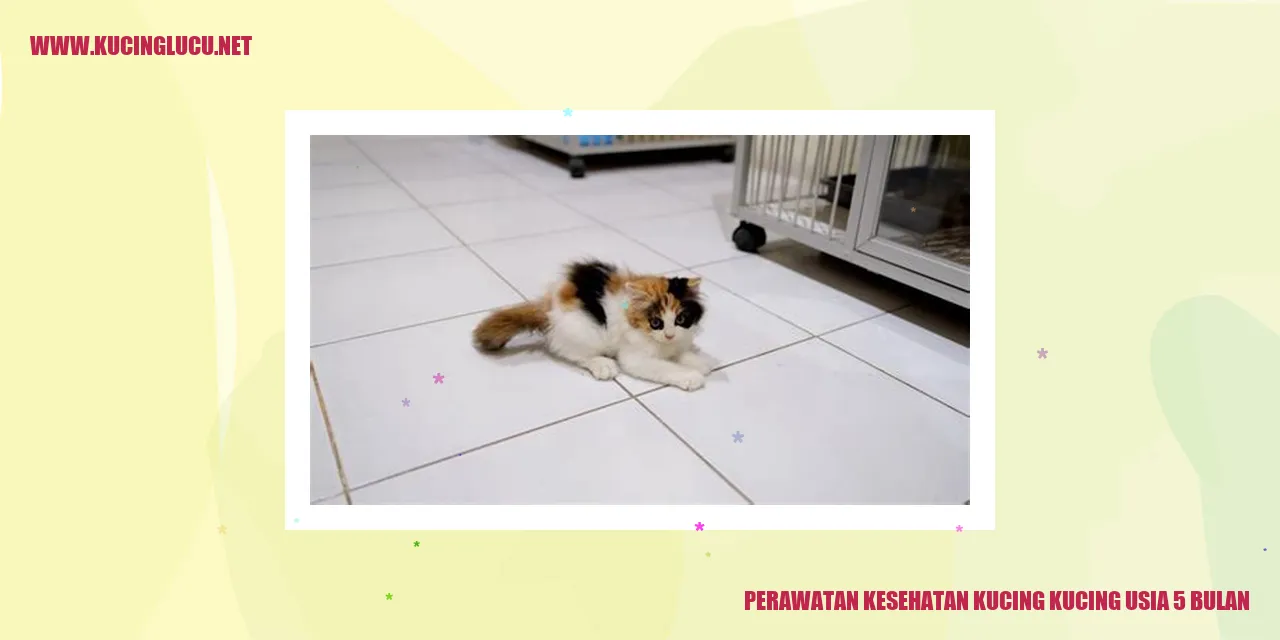 gambar kucing yang sehat