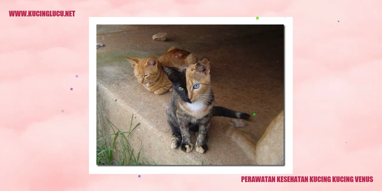 Perawatan Kesehatan Kucing Venus