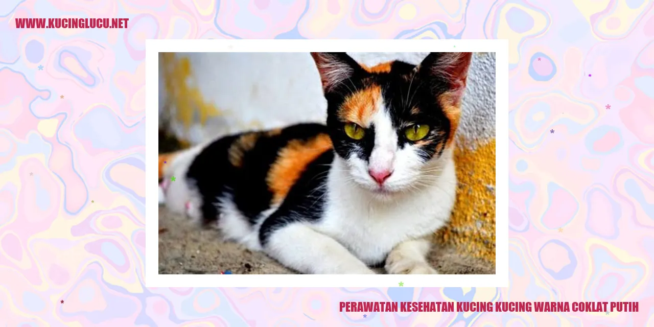 Perawatan Kesehatan Kucing Warna Coklat Putih