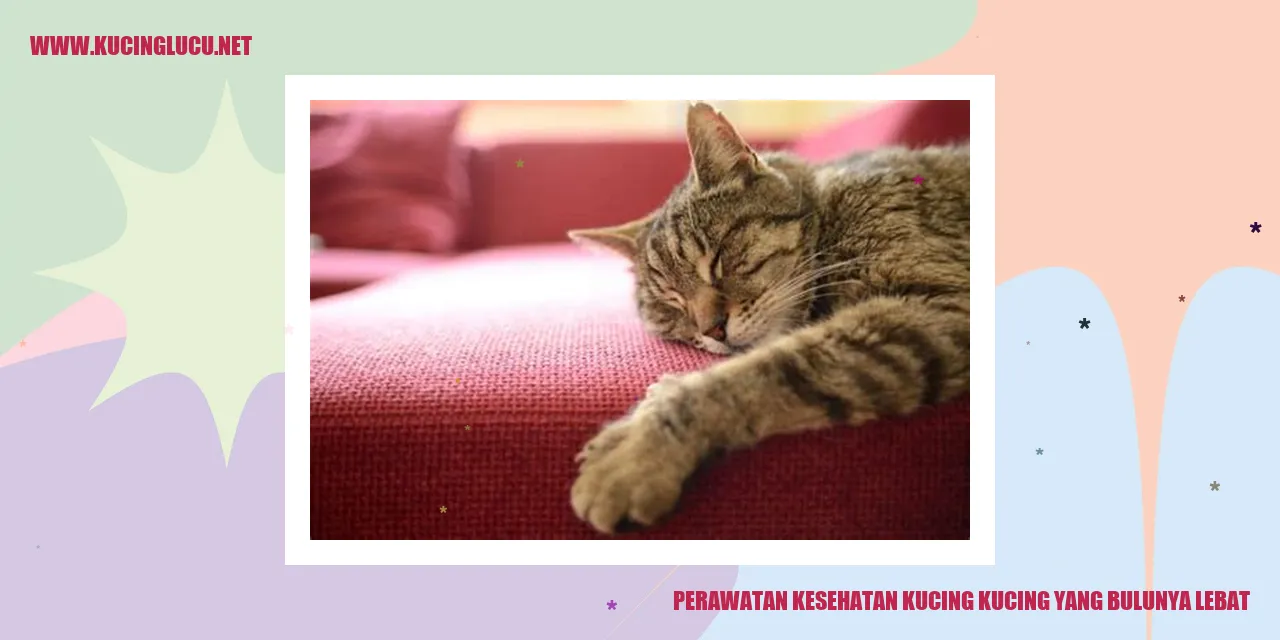 Perawatan Kesehatan Kucing dengan Bulu Lebat