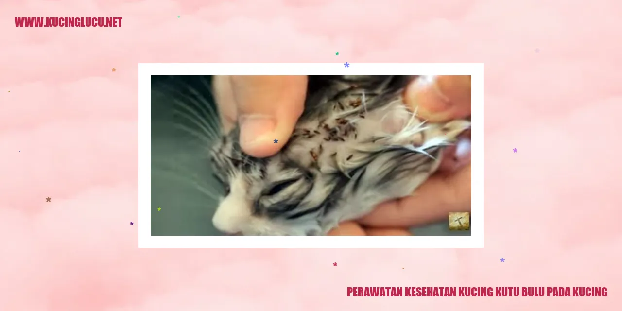 Perawatan Kesehatan Kucing kutu bulu pada kucing