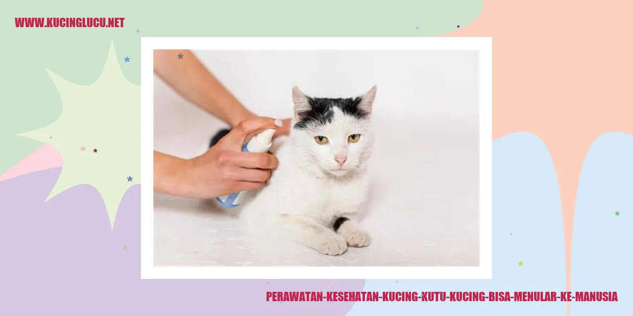 Kutu Kucing