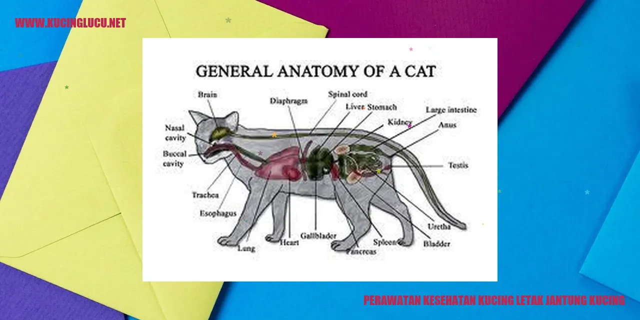 Perawatan Kesehatan Kucing letak jantung kucing