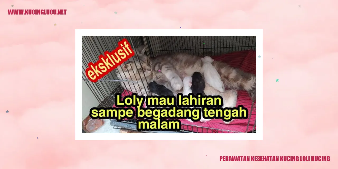 Kucing Loli Kucing