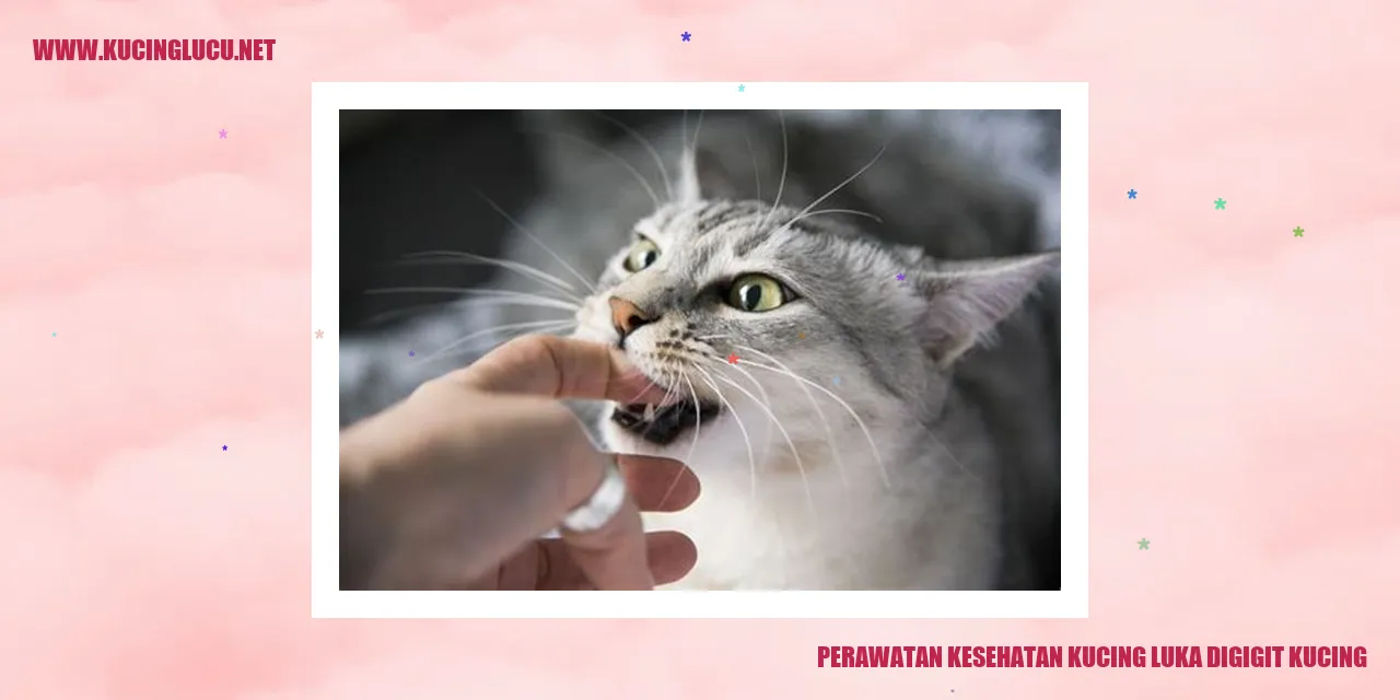 Gambar Kucing Luka Digigit Kucing