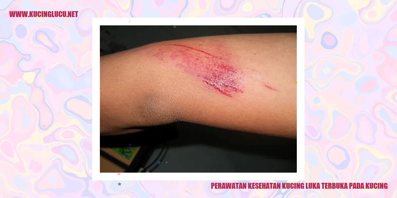 Perawatan Luka Terbuka pada Kucing