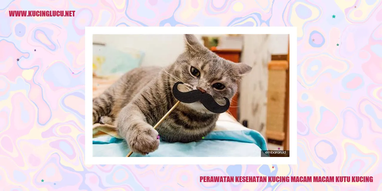 Gambar Kucing dengan Kutu