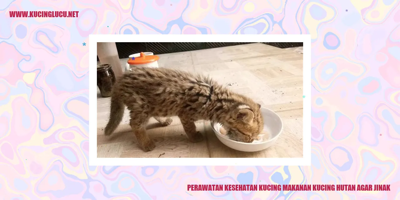 Perawatan Kesehatan Kucing