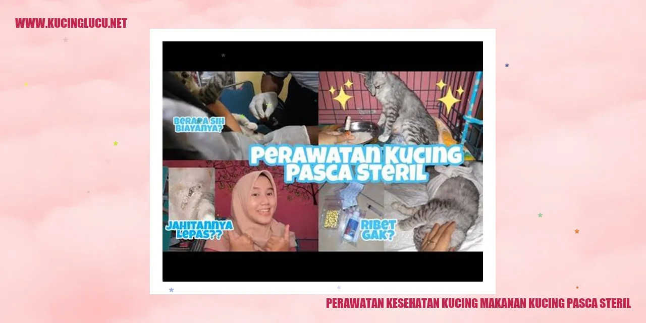 Gambar Kucing Steril