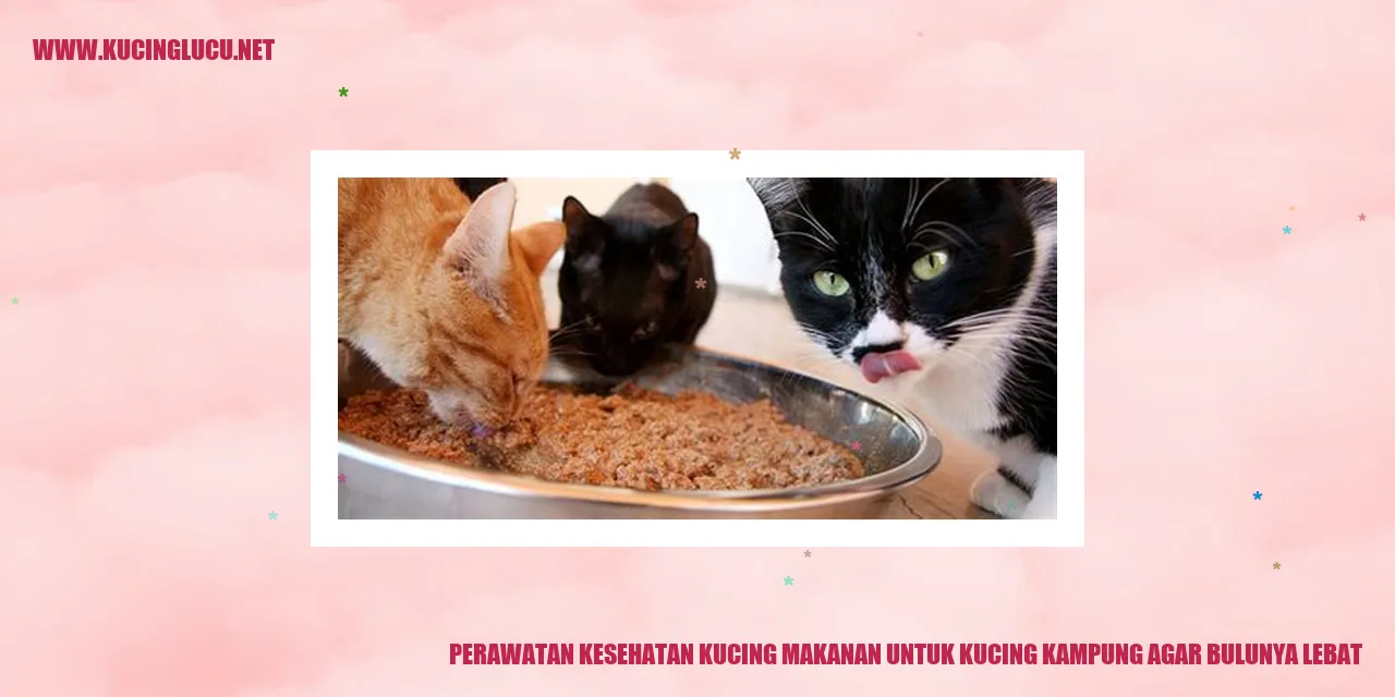 Kucing Kampung dengan bulu yang lebat