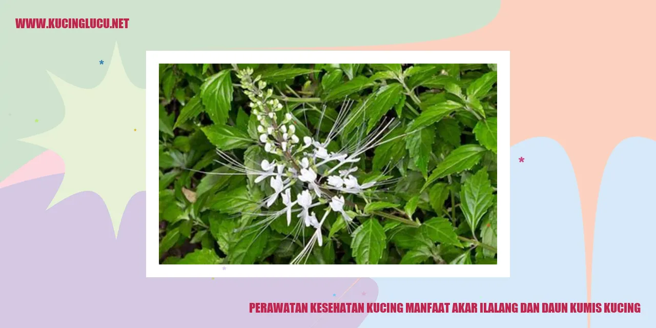 Perawatan Kesehatan Kucing manfaat akar ilalang dan daun kumis kucing