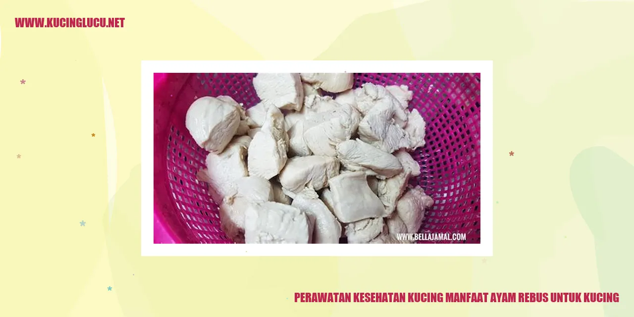 Gambar Ayam Rebus untuk Kucing