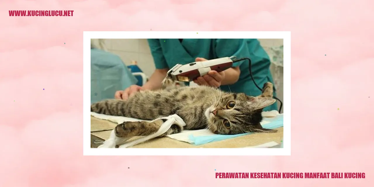 Kucing Sehat