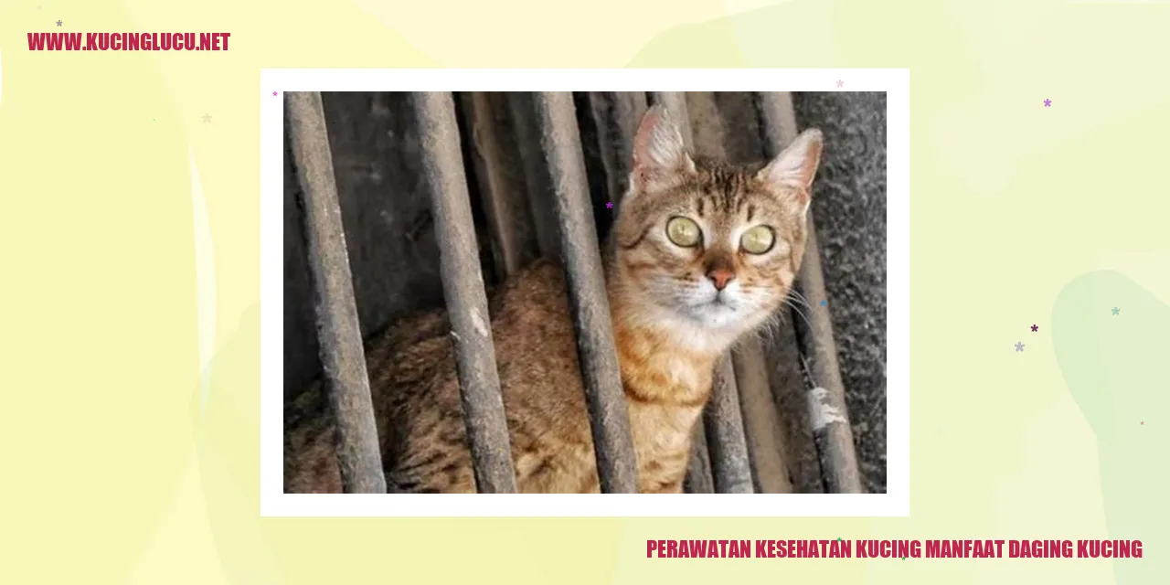 Perawatan Kesehatan Kucing dan Manfaat Daging Kucing