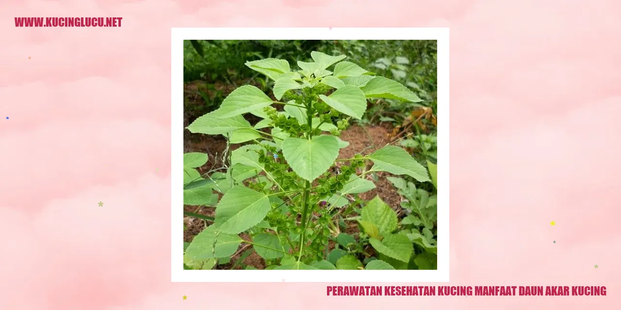 Daun Akar Kucing