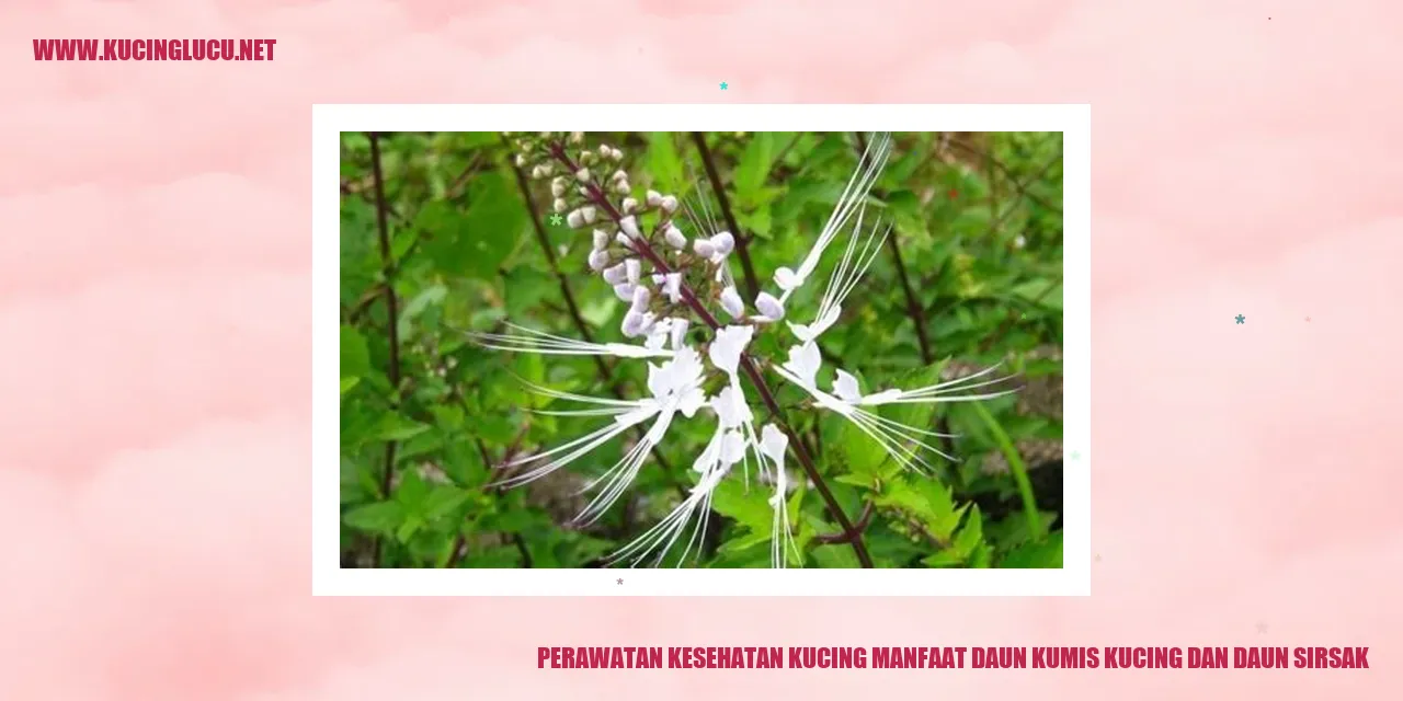 Gambar Kucing