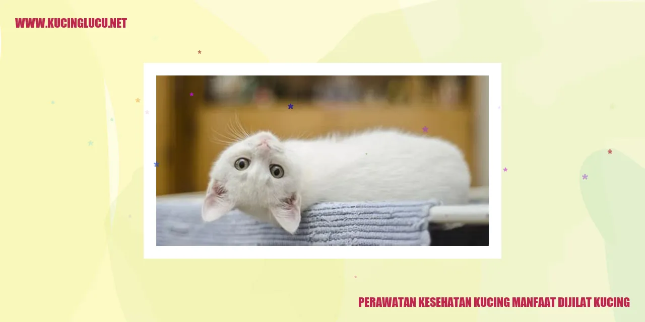 Kucing menjilati dirinya