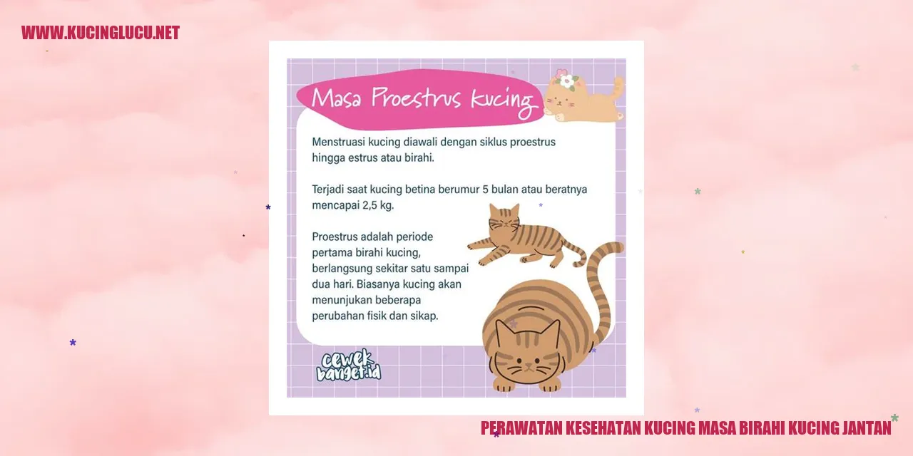 Perawatan Kesehatan Kucing Selama Masa Kucing Jantan Birahi