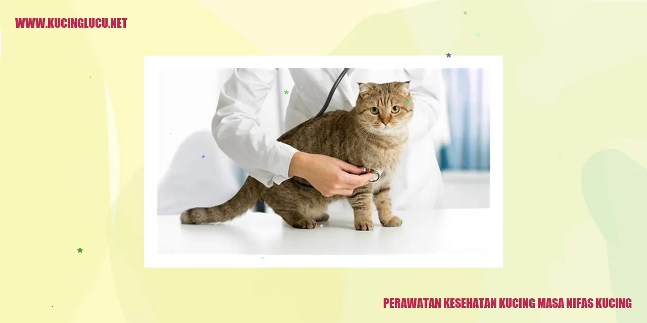 Perawatan Kesehatan Kucing Masa Nifas