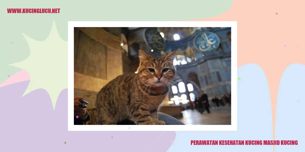 Kucing sehat di masjid