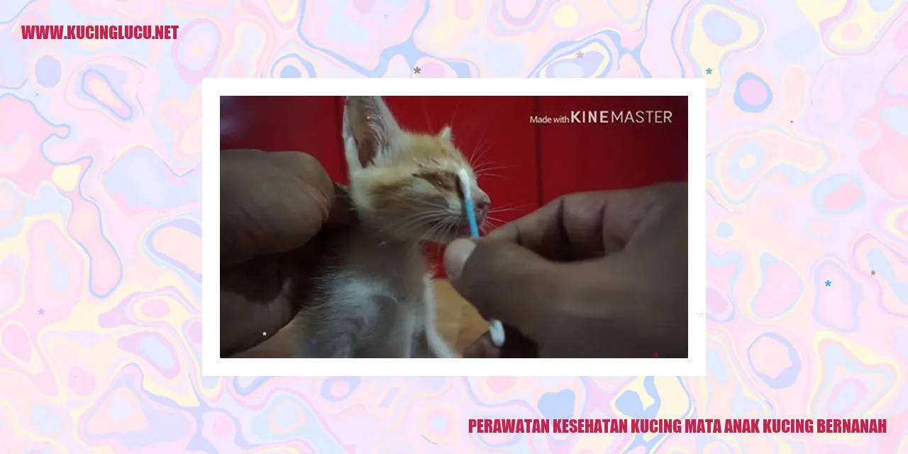 Kucing dengan Mata Bernanah