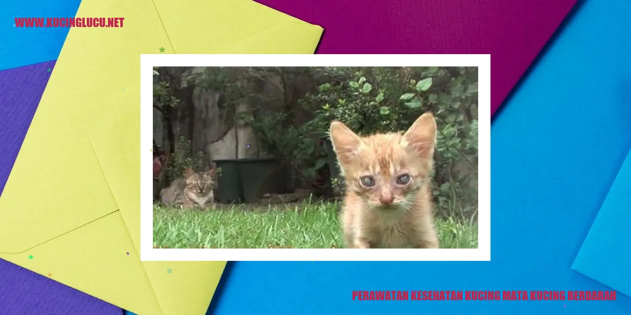 Perawatan Kesehatan Kucing mata kucing berdarah