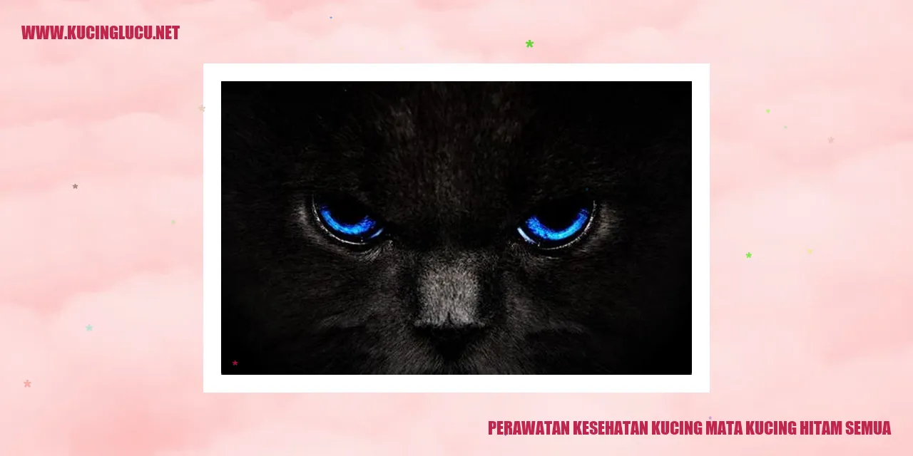 Kesehatan Mata Kucing Hitam Semua