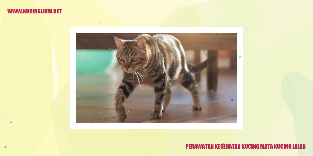 Perawatan Kesehatan Kucing mata kucing jalan