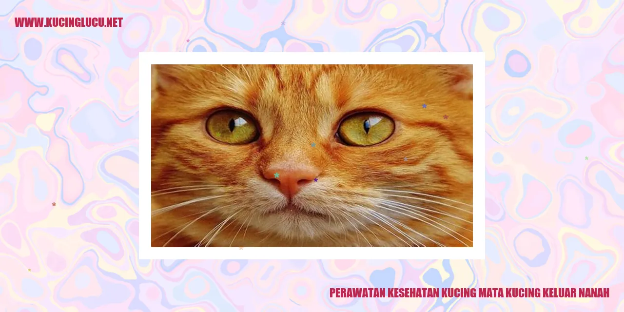 Perawatan Kesehatan Kucing mata kucing keluar nanah