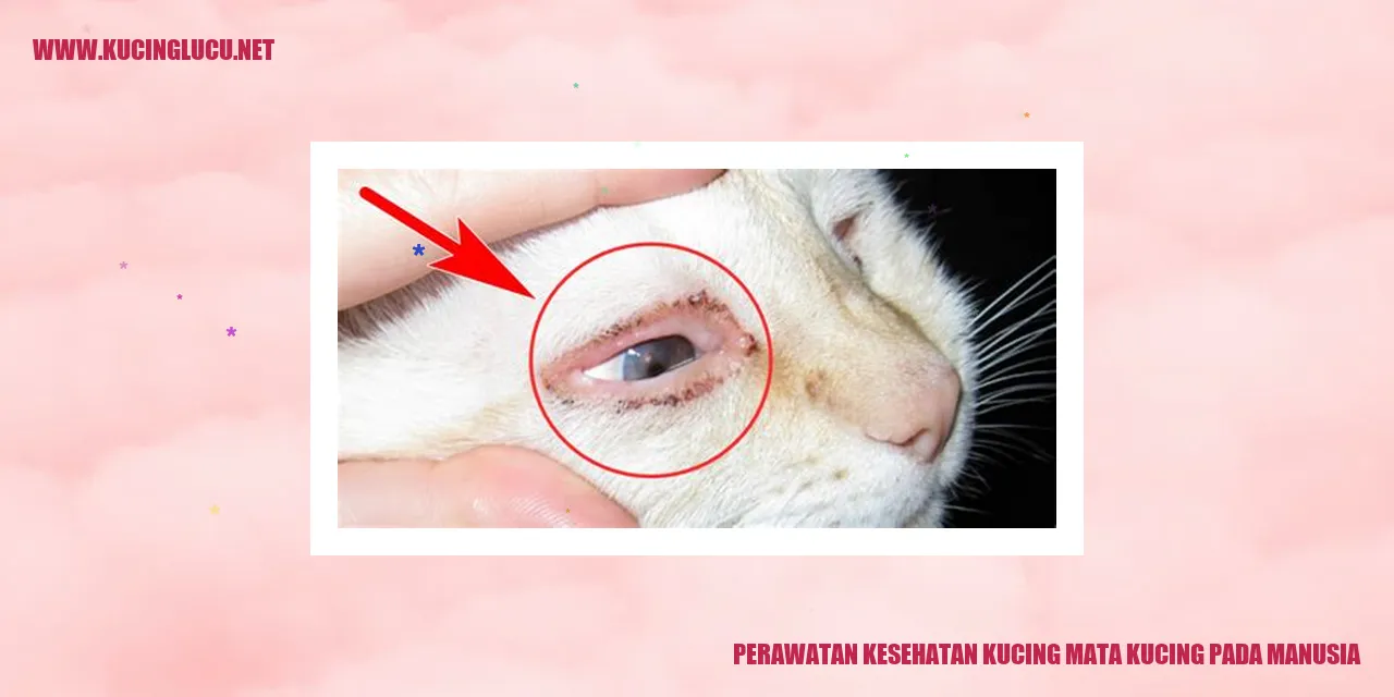 Perawatan Kesehatan Kucing Mata Kucing pada Manusia