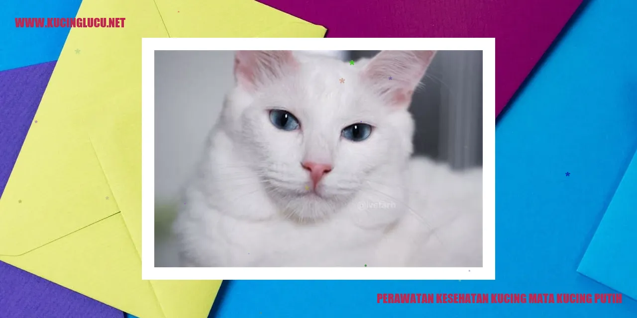 Perawatan Kesehatan Kucing mata kucing putih