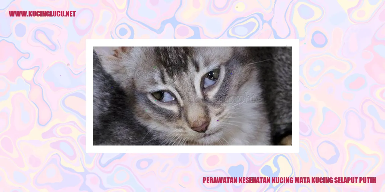 Perawatan Kesehatan Kucing mata kucing selaput putih