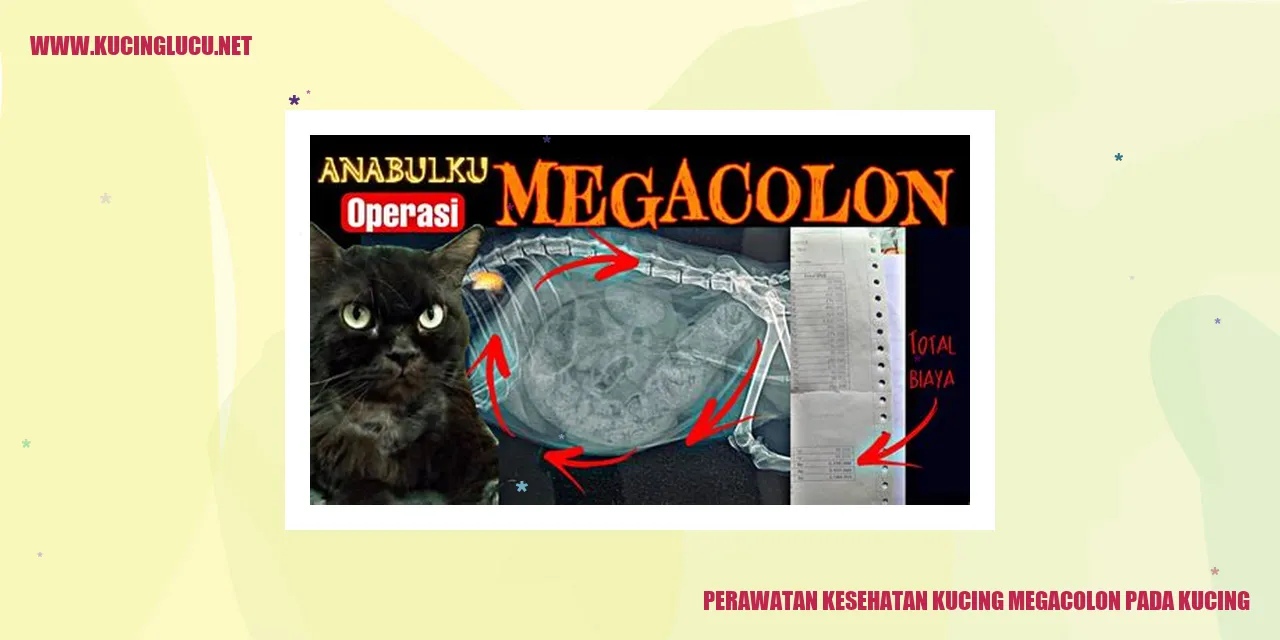Kucing Megacolon