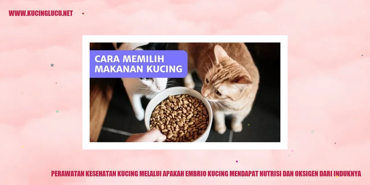 Perawatan Kesehatan Kucing