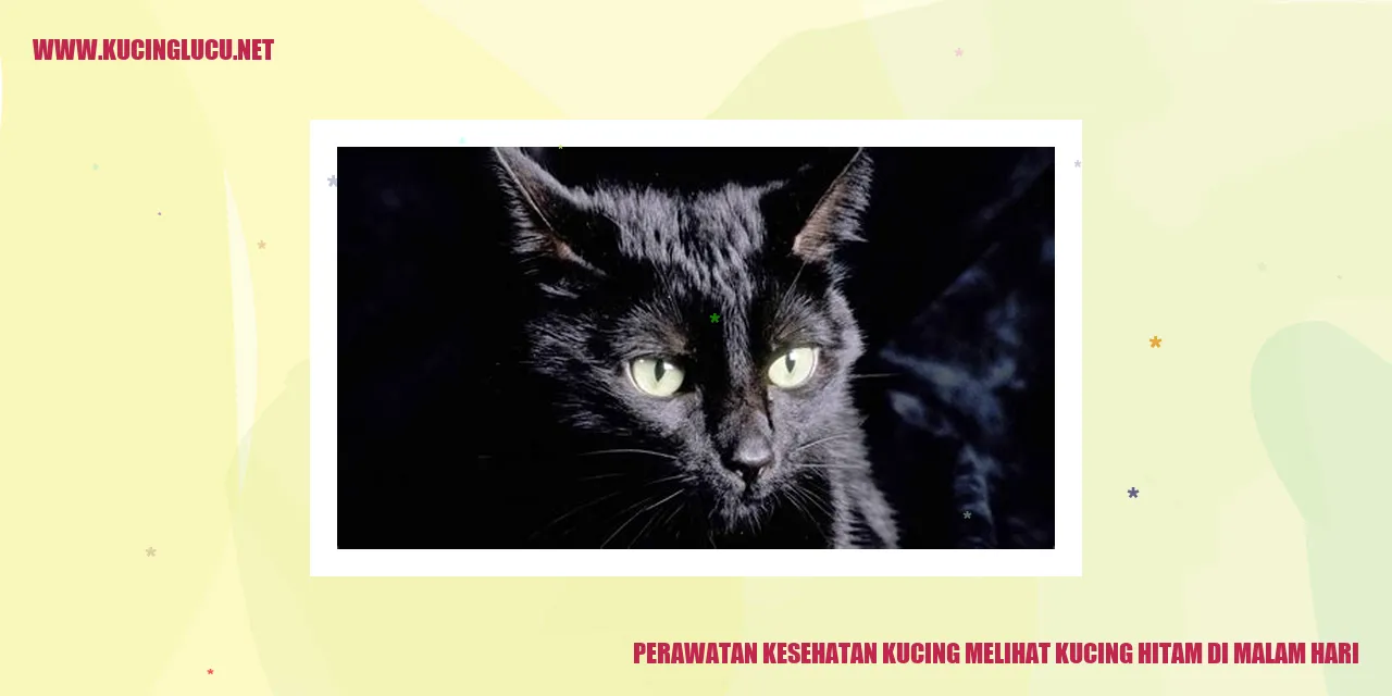 Perawatan Kesehatan Kucing melihat kucing hitam di malam hari