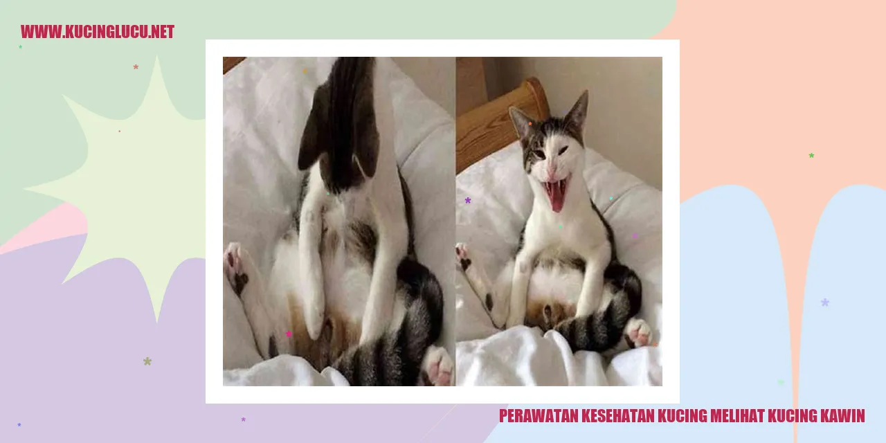 Perawatan Kesehatan Kucing melihat kucing kawin