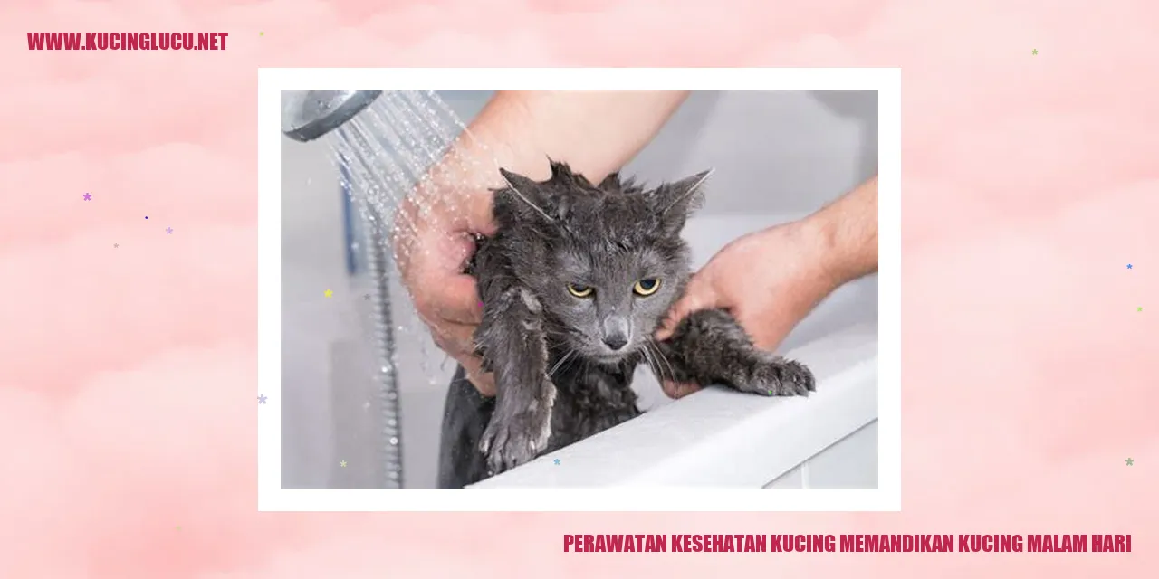 Kucing sedang mandi