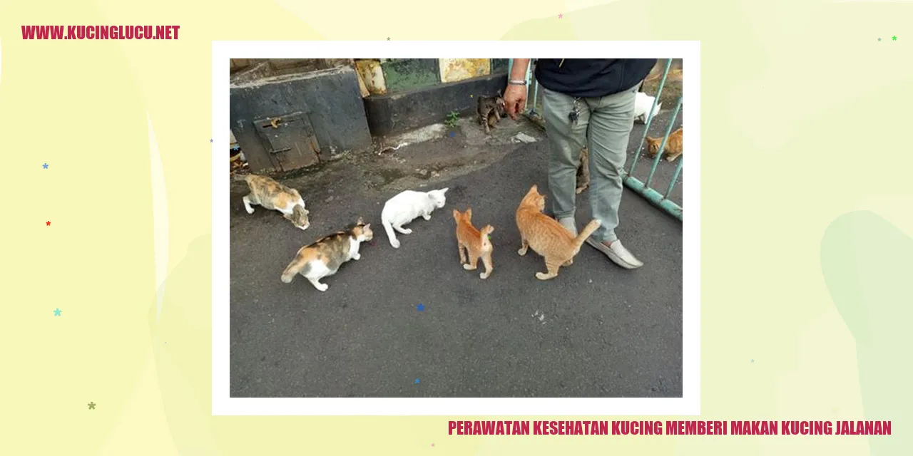 gambar kucing jalanan