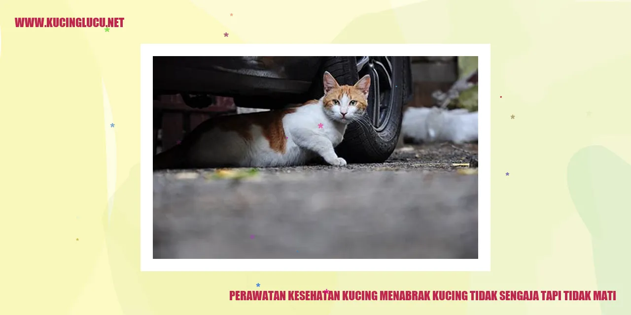Gambar Kucing yang Terkena Tabrakan