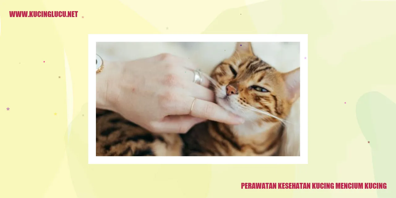 Kucing sedang mendapatkan cinta