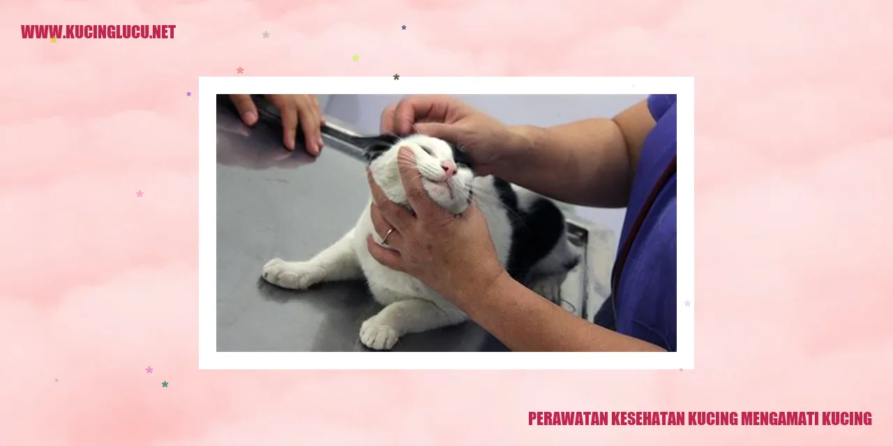 Perawatan Kesehatan Kucing Mengamati Kucing