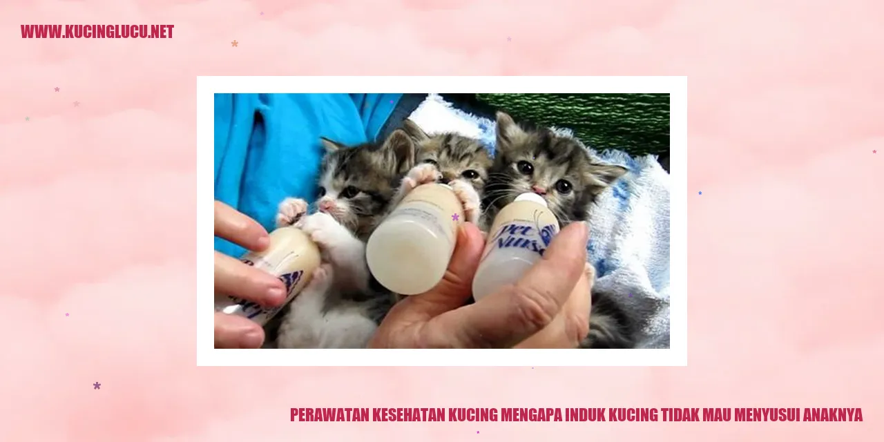 Induk Kucing Menolak Menyusui