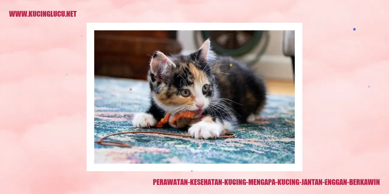 Perawatan Kesehatan Kucing