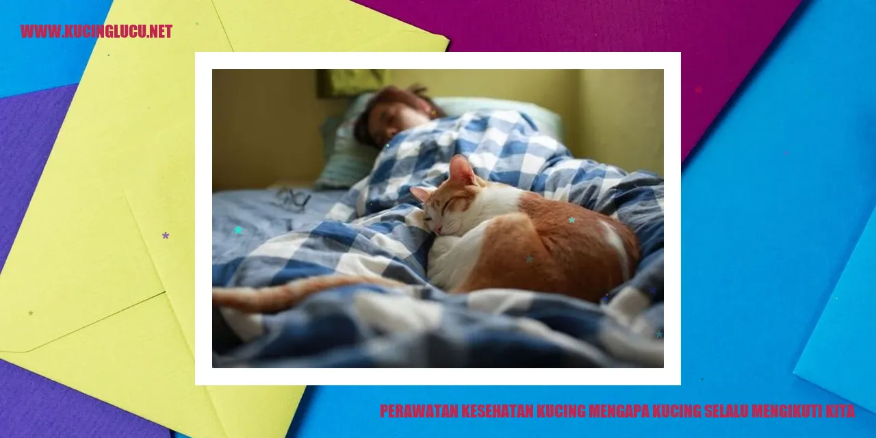 gambar kucing mengikuti pemiliknya