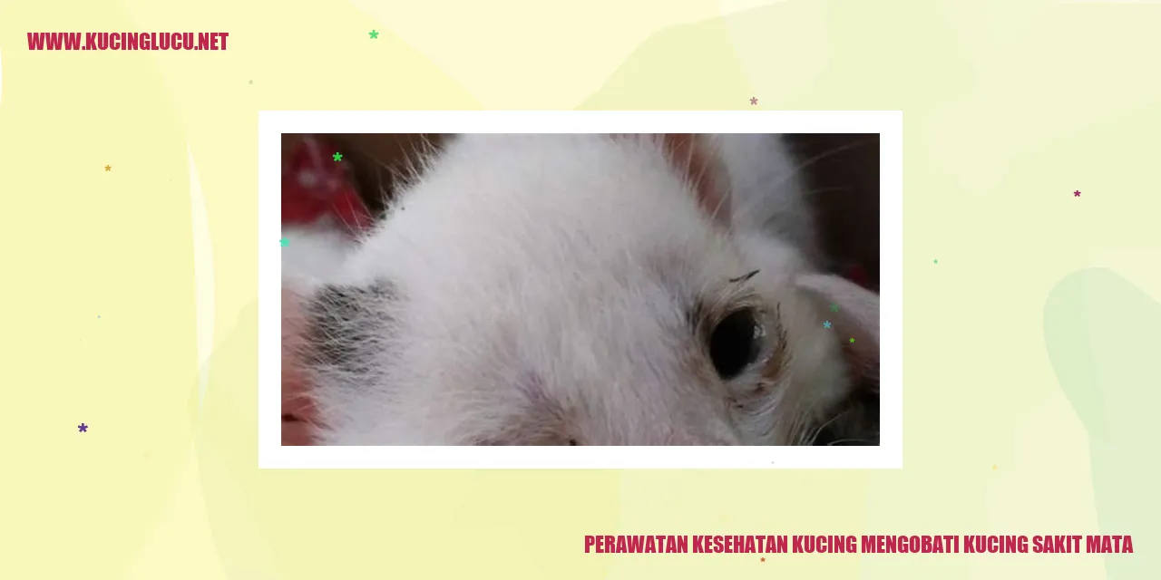 Perawatan Kesehatan Kucing mengobati kucing sakit mata