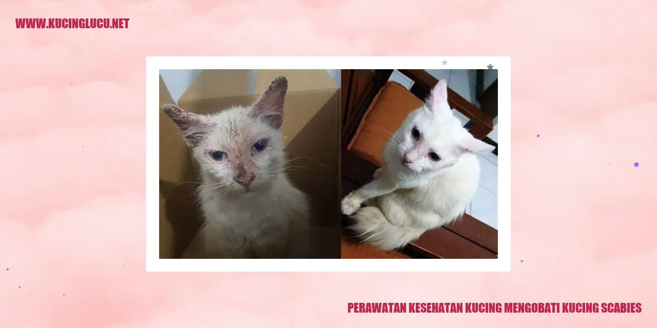 Perawatan Kucing Mengobati Kucing Scabies