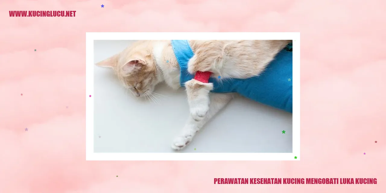 Perawatan Kesehatan Kucing mengobati luka kucing