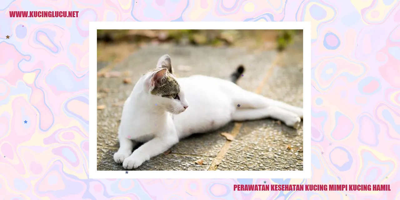 Perawatan Kucing Hamil
