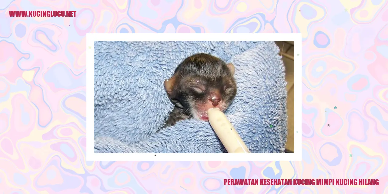 Perawatan Kesehatan Kucing