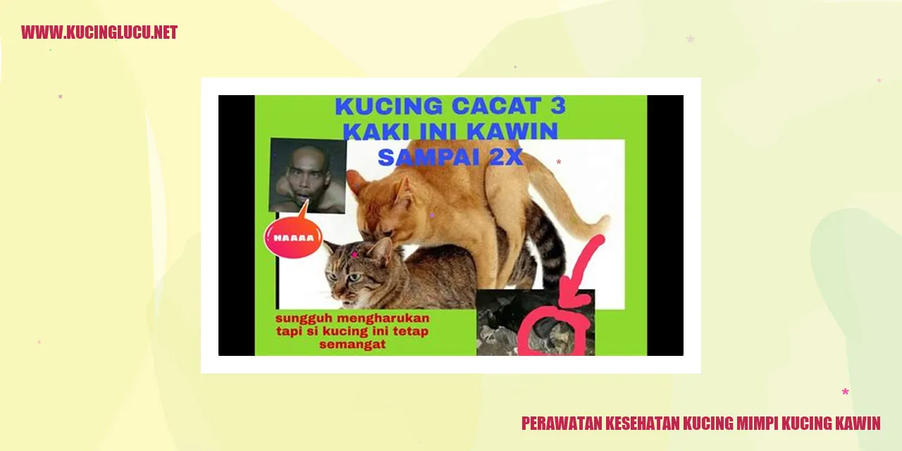 Perawatan Kesehatan Kucing